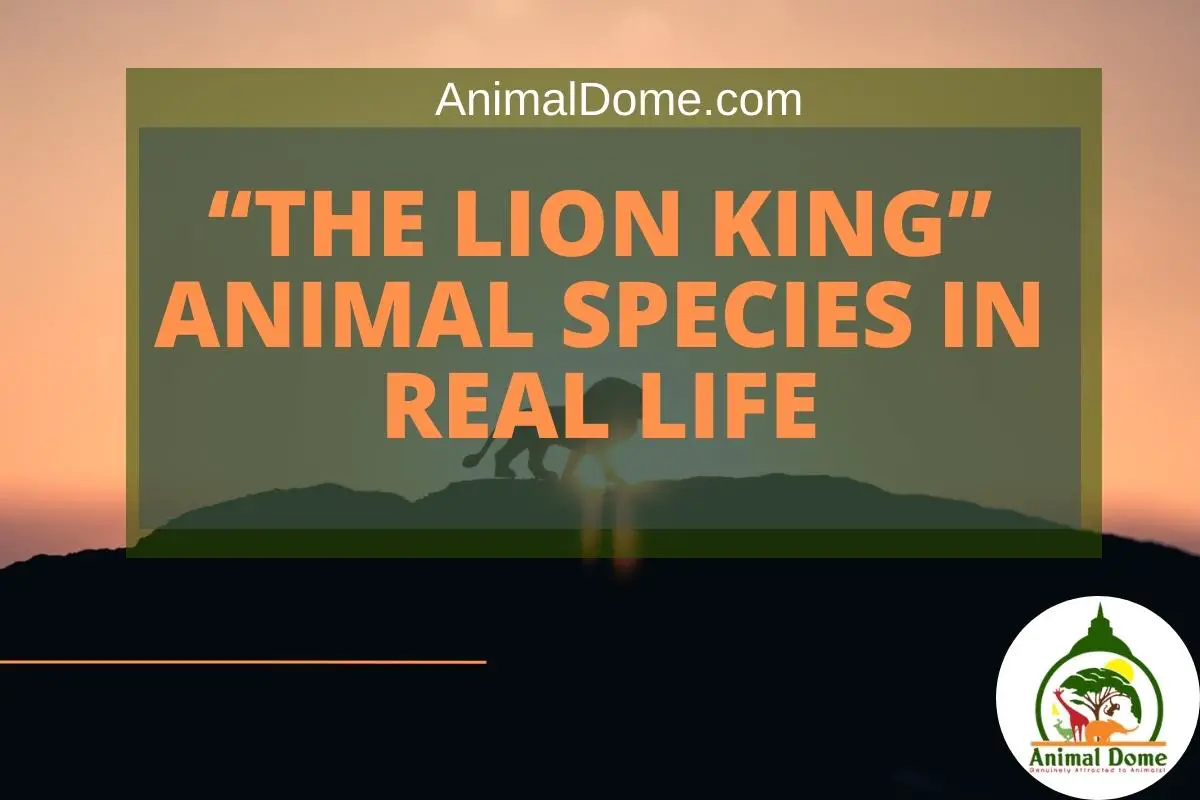 “The Lion King” Animal Species In Real Life