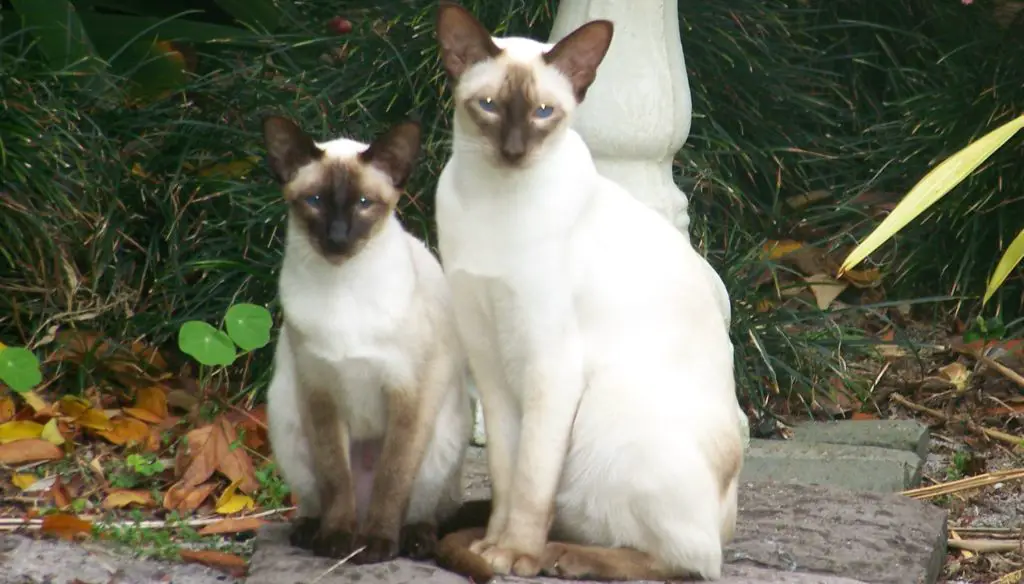 Why Do Siamese Cats Get Darker