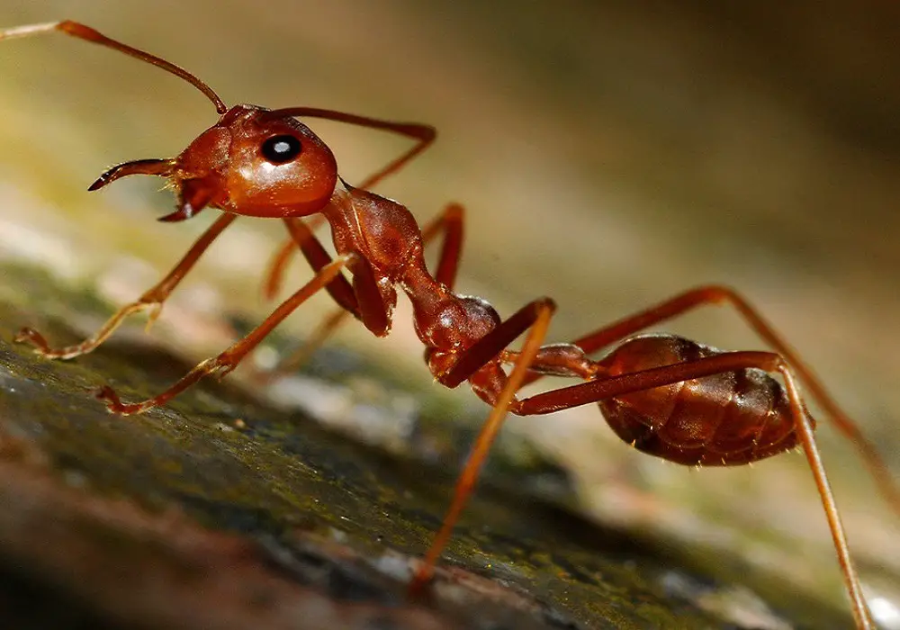 ants can recognize themselves in mirror
