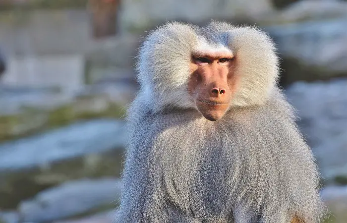 Rafiki from The Lion King is a baboon