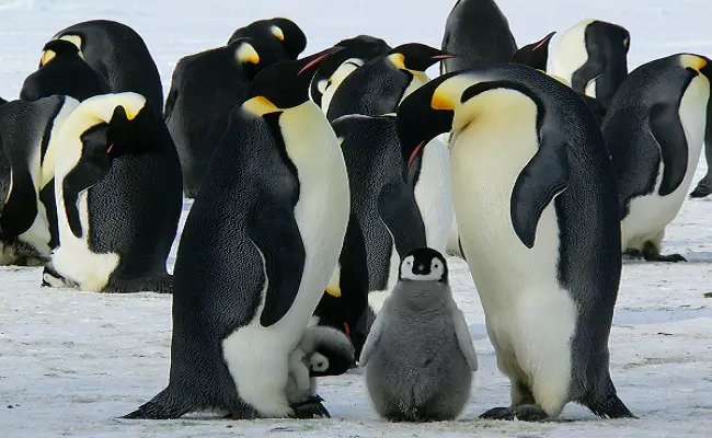baby penguin 1