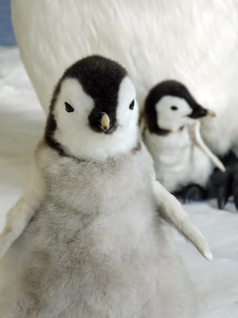 baby penguins