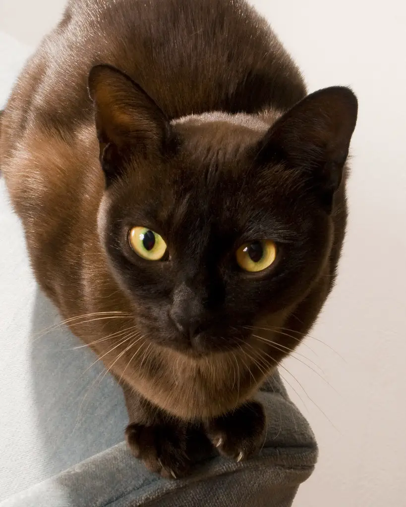 burmese cats