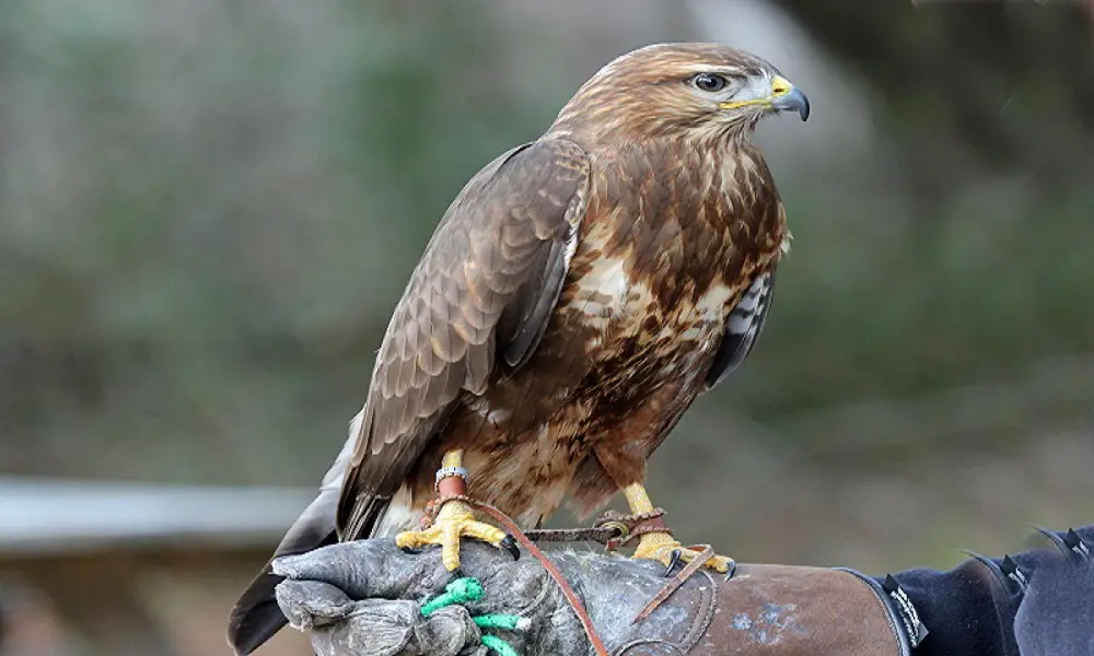 buzzards eat other birds