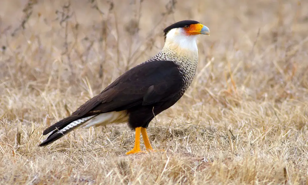 caracaras eat other birds