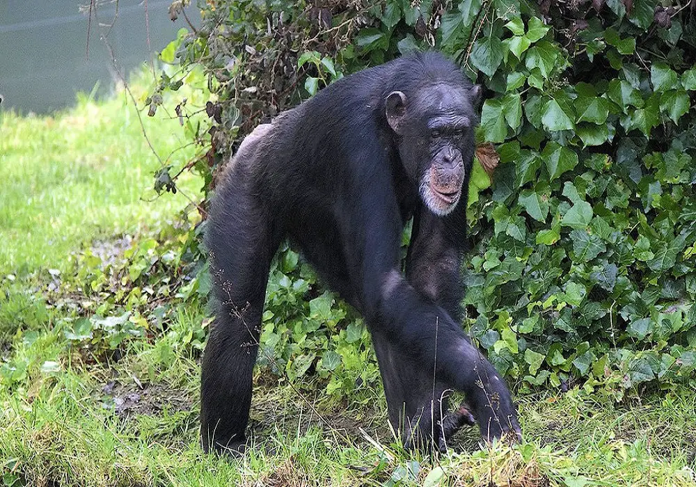 chimpanzees can recognize themselves in the mirror