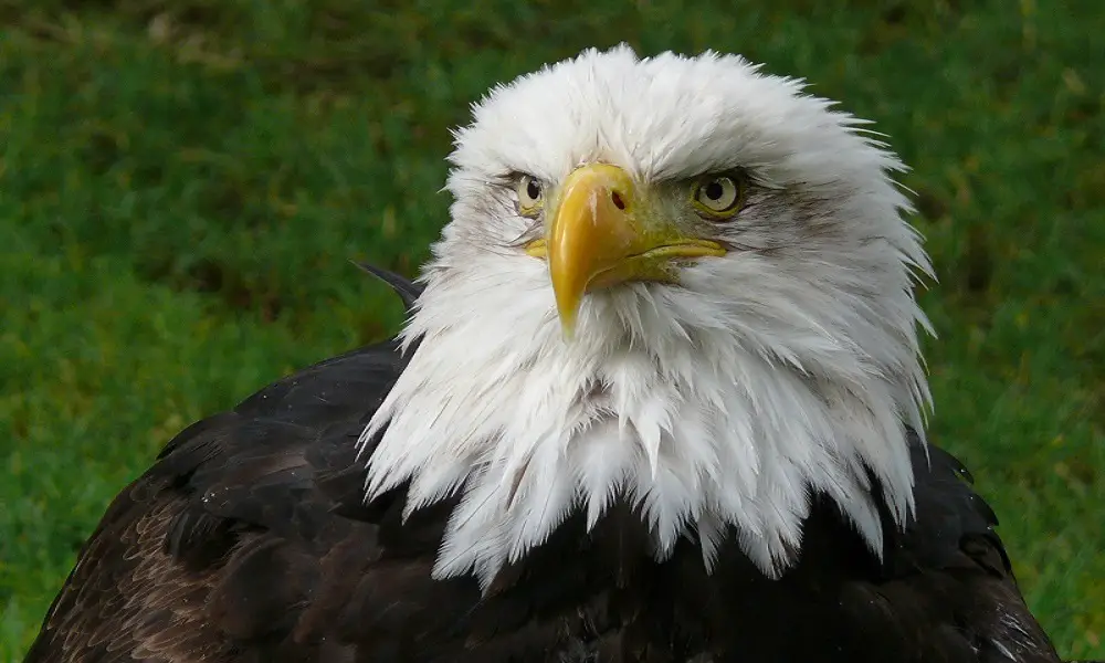 eagles eat other birds