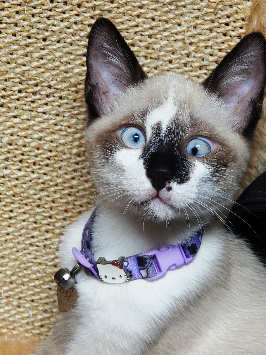 Why Do Siamese Cats Get Darker? (4 Reasons Why!) Animal Dome