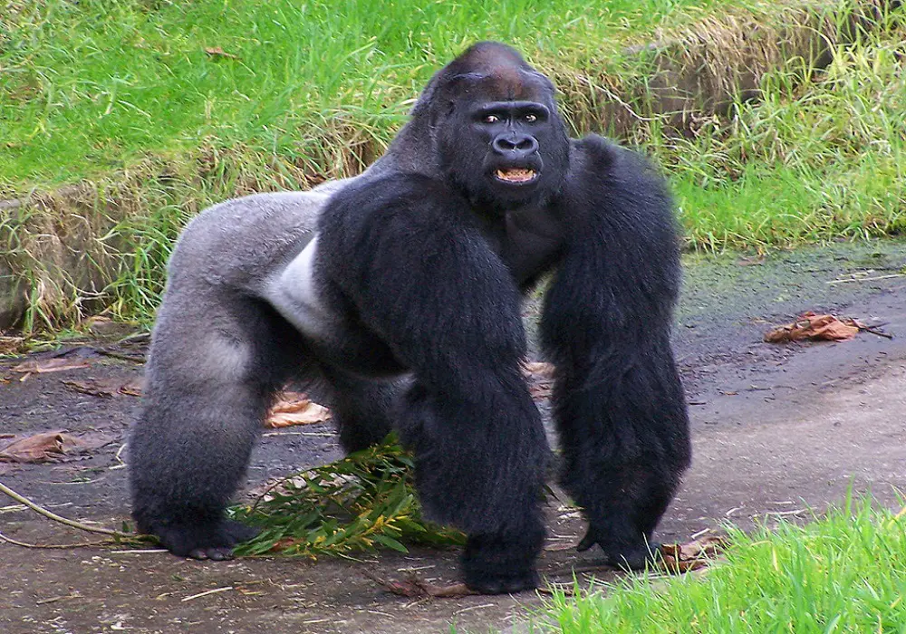 gorillas can recognize themselves in the mirror