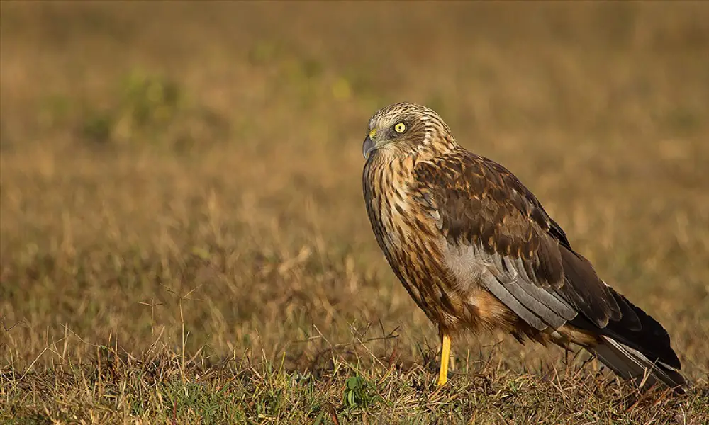 harriers eat other birds