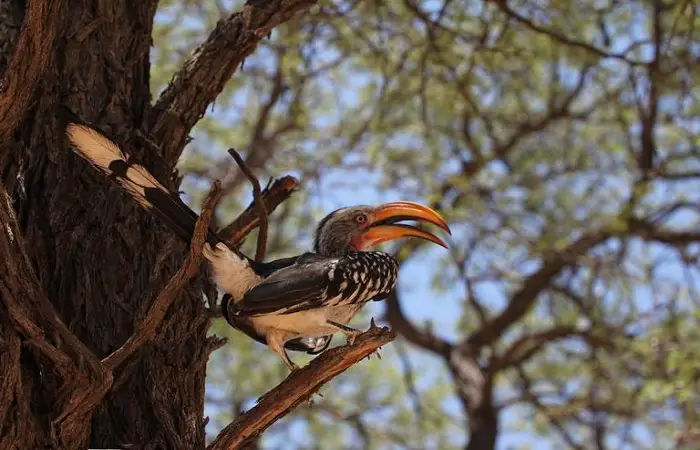 hornbill