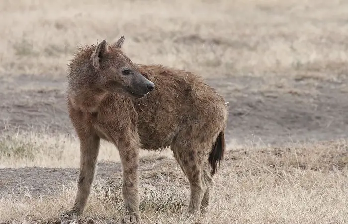 Shenzi, Banzai & Ed from the Lion King are hyenas