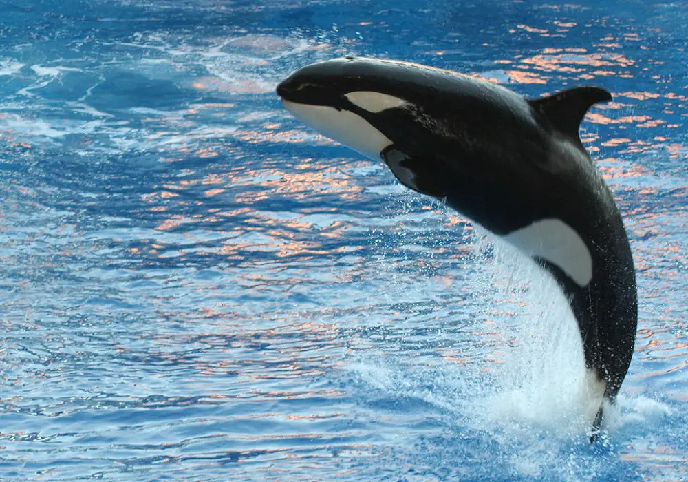 Killer whales can recognize themselves in the mirror