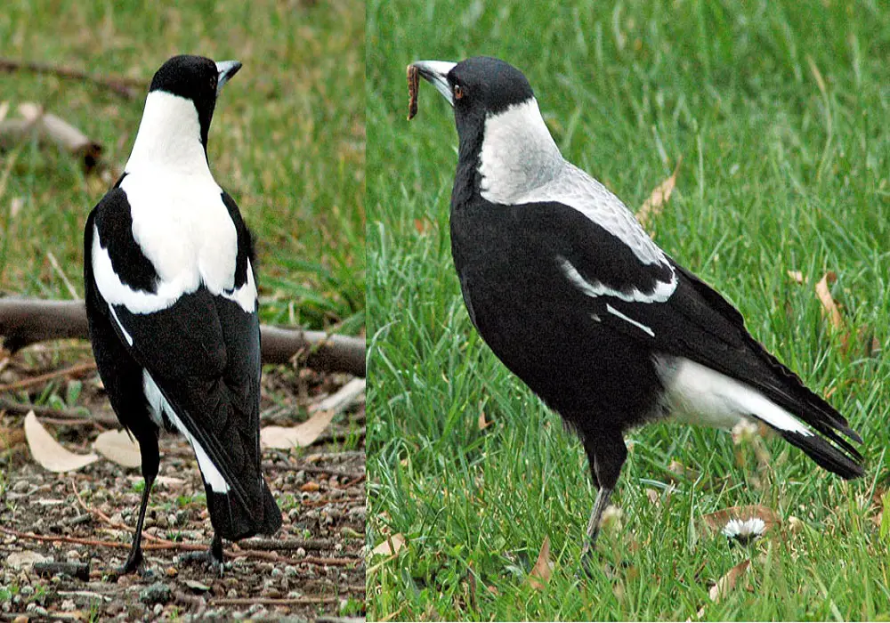 magpies can recognize themselves in mirror