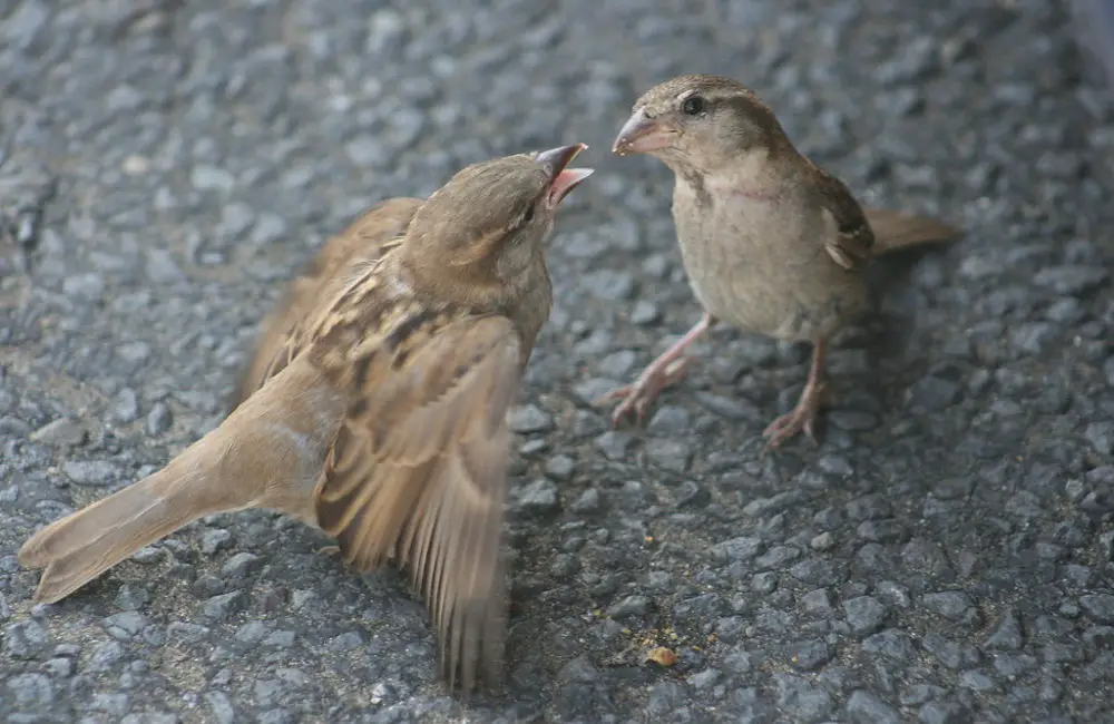 Do Birds Eat Other Birds? The TRUTH! Animal Dome