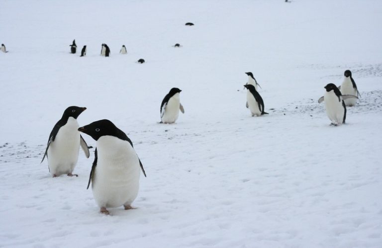 Can Penguins Be Pets? 18 Impressive Penguin Facts - Animal Dome