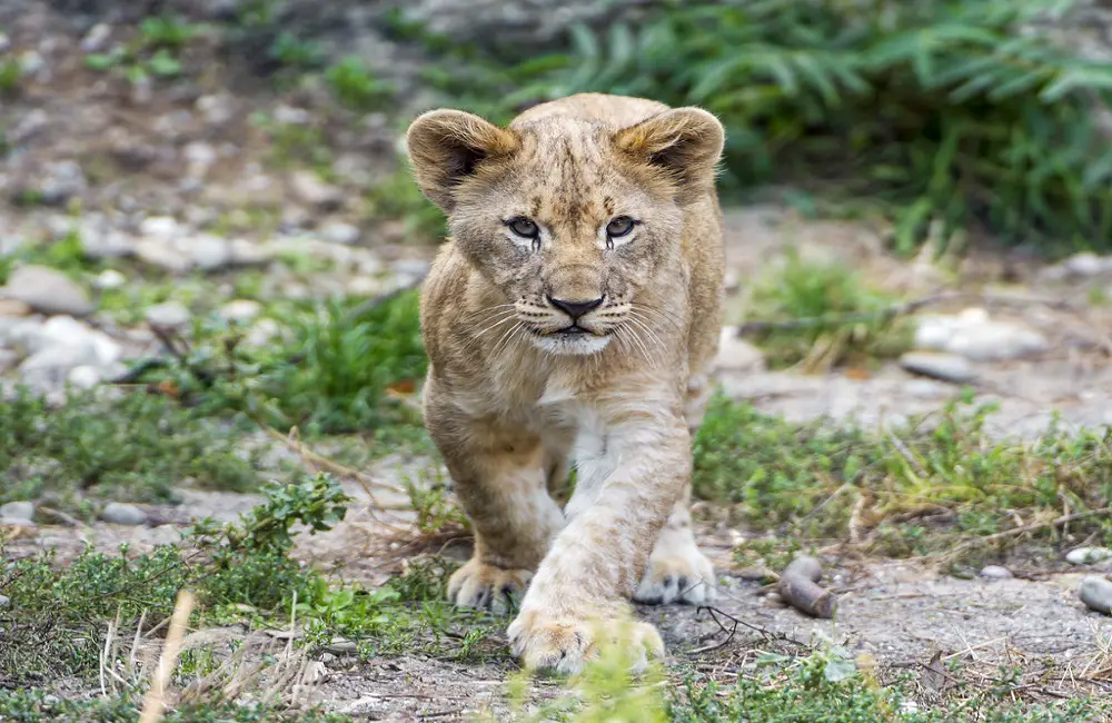 8 “The Lion King” Animal Species In Real Life