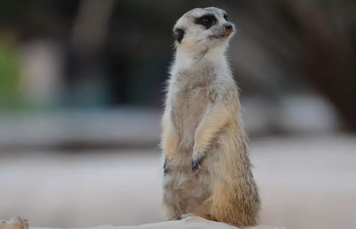 Timon from The Lion King is a meerkat