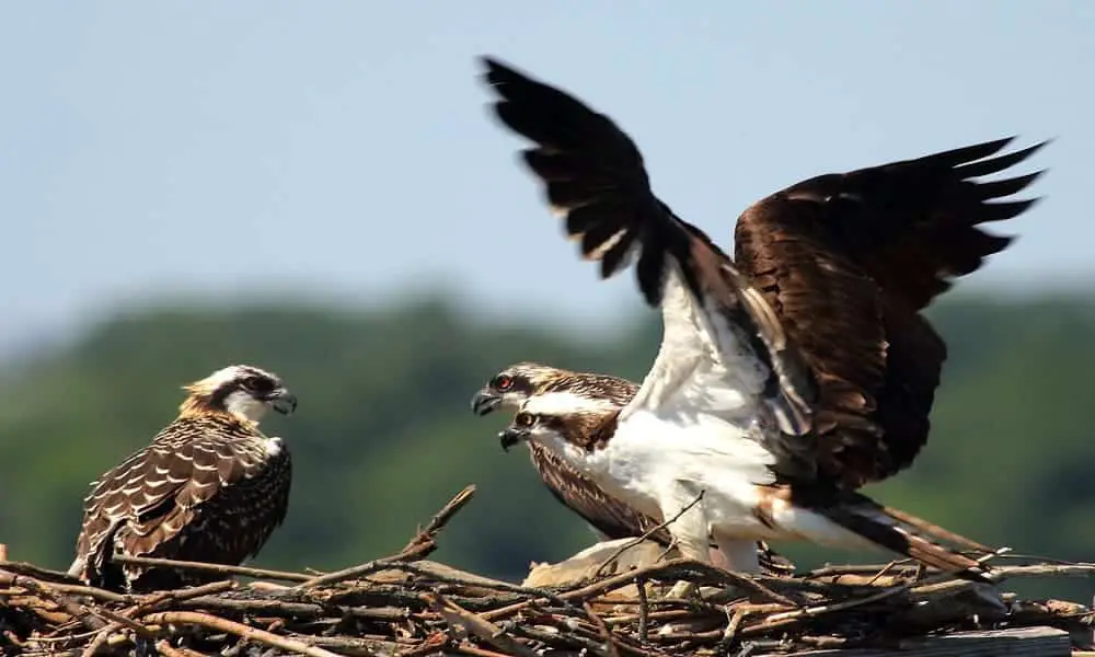 ospreys eat other birds