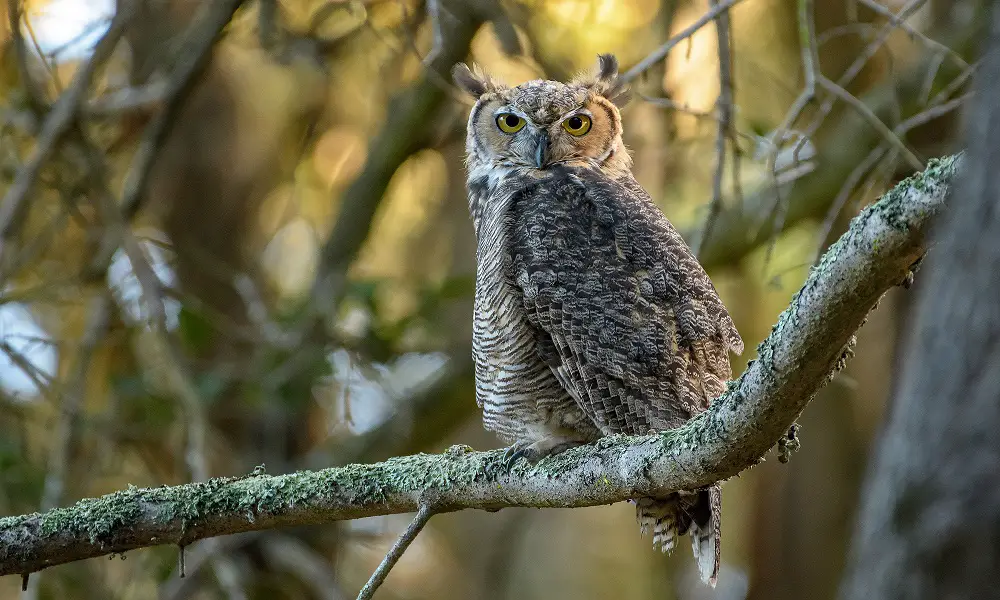 owls eat other birds