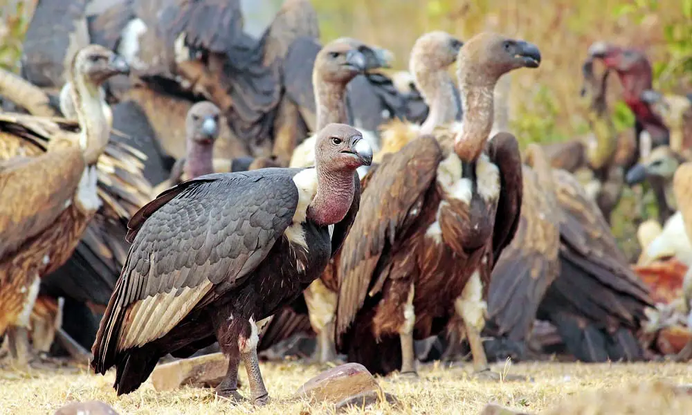 vultures eat other birds