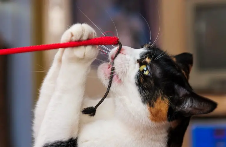 Best Toys For Cats That Like To Hunt