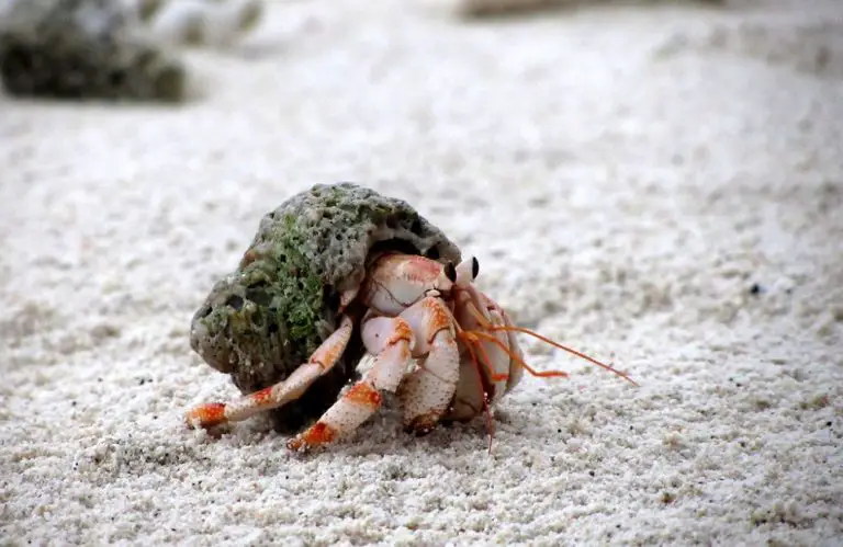 Can Hermit Crabs And Snakes Live Together? - Animal Dome