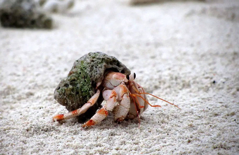 Can Hermit Crabs And Snakes Live Together