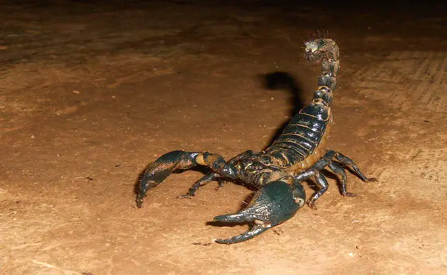 Can Scorpions And Tarantulas Live Together