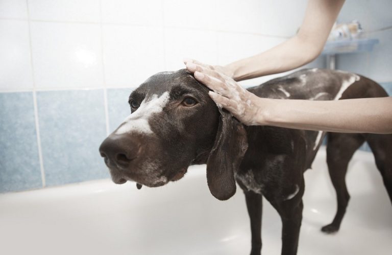 Why Do Dogs Love Water But Hate Baths