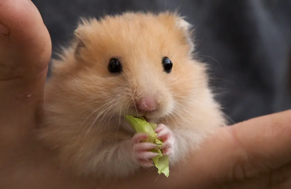 Do Hamsters Love Their Owners