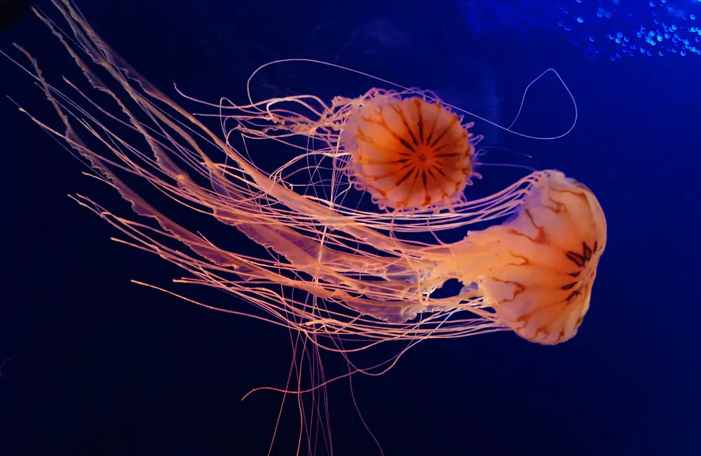How Do Jellyfish Eat? + What Do They Eat?