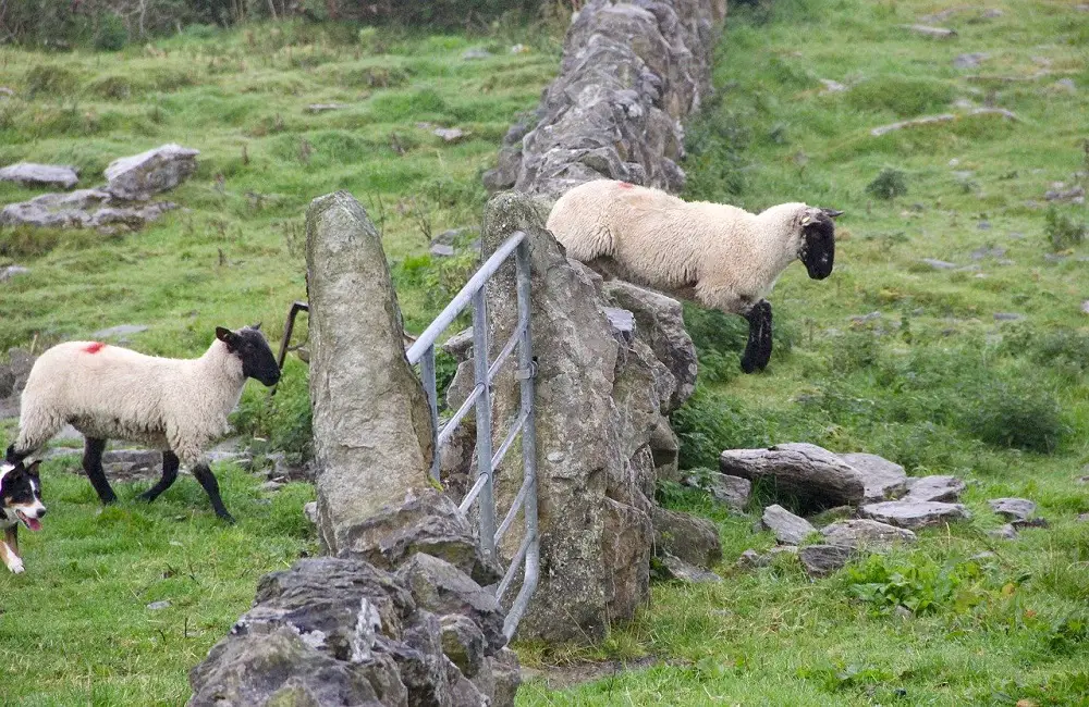 How Do Sheep Defend Themselves