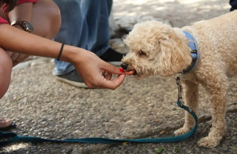 Why Does My Dog Only Eat From My Hand? Answered! - Animal Dome