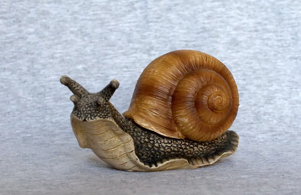 How Do Snail Eat