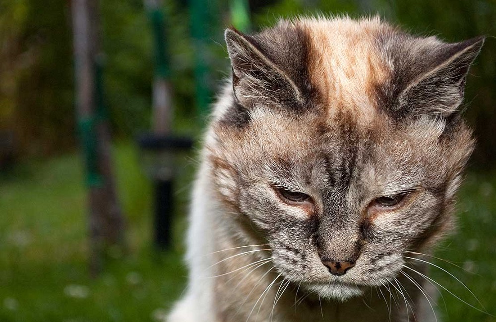 Why Do Cats React To Combs Animal Dome