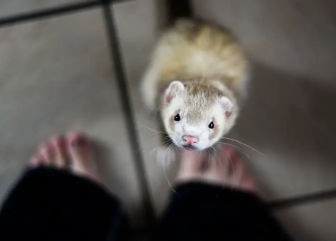 keeping a ferret as a pet