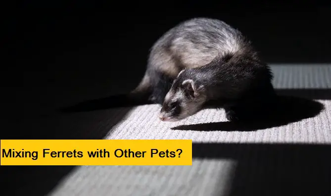 ferrets and other pets