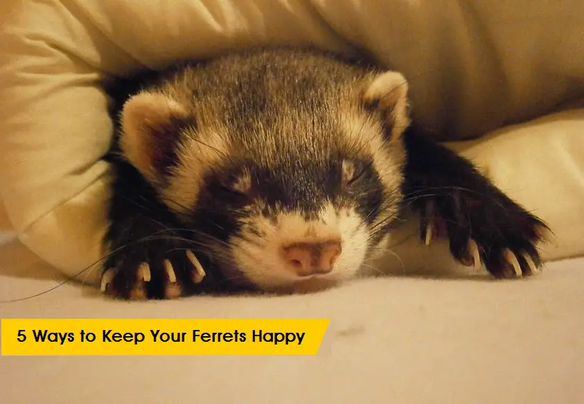 keeping ferrets happy