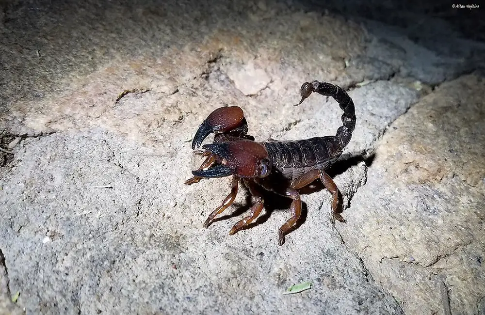 Can Scorpions Sting Themselves