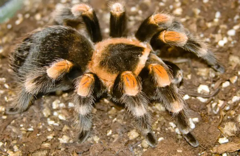 Can Tarantulas Eat Cockroaches? Yes Or No? Biology Diagrams