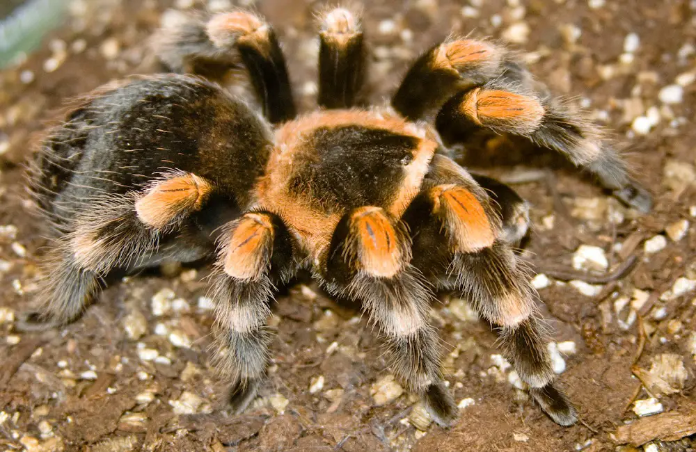 Can Tarantulas Eat Cockroaches? Yes Or No?