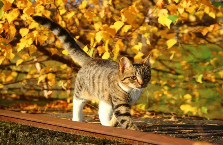 Do Cats Like Warm Or Cold Water For Baths