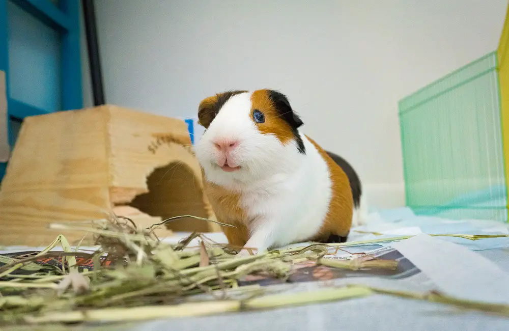 Do Guinea Pigs Have Quiet Days? This Is What You Don&#39;t Know! – Animal Dome