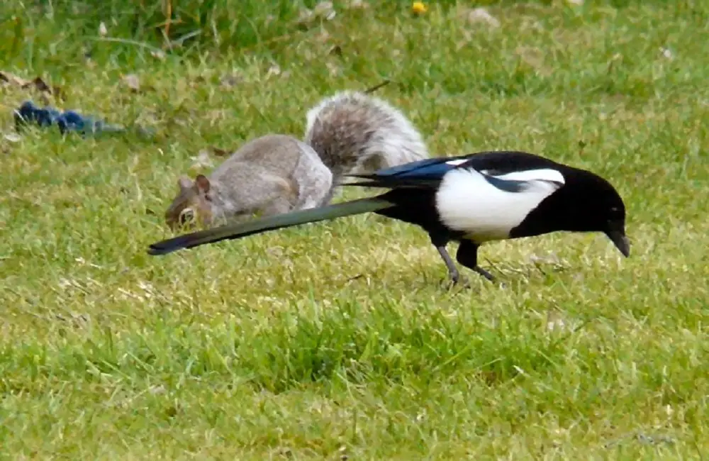 Why Do Squirrels And Magpies Fight