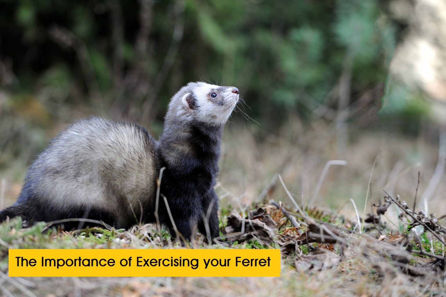 The Importance of Exercising Your Ferret Animal Dome