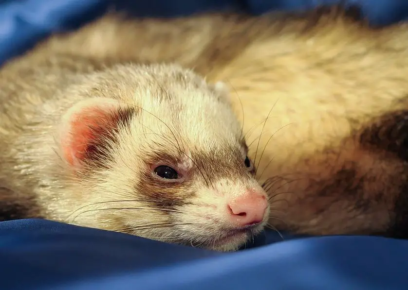 effects of poor diet in ferrets
