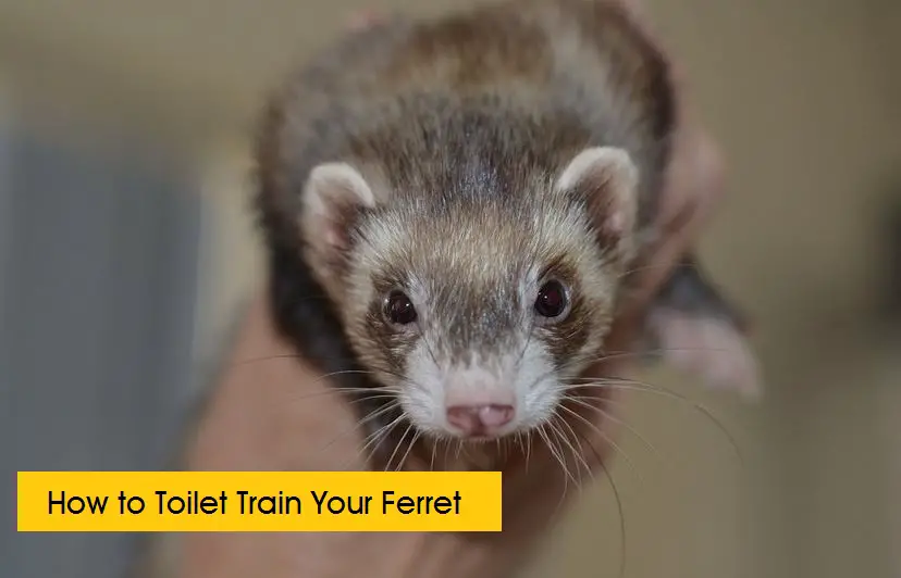 toilet training your ferret