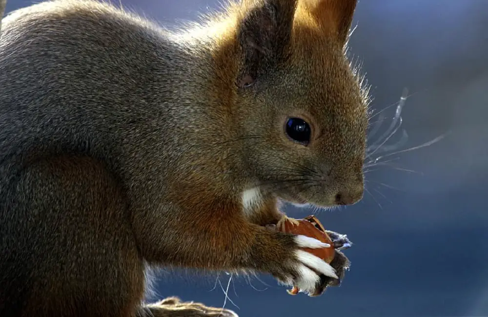 How Do Squirrels Drink Water? This Is How!