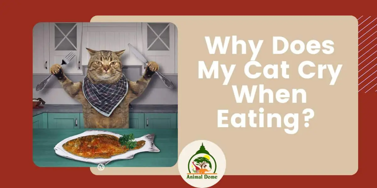 Why Does My Cat Cry When Eating?